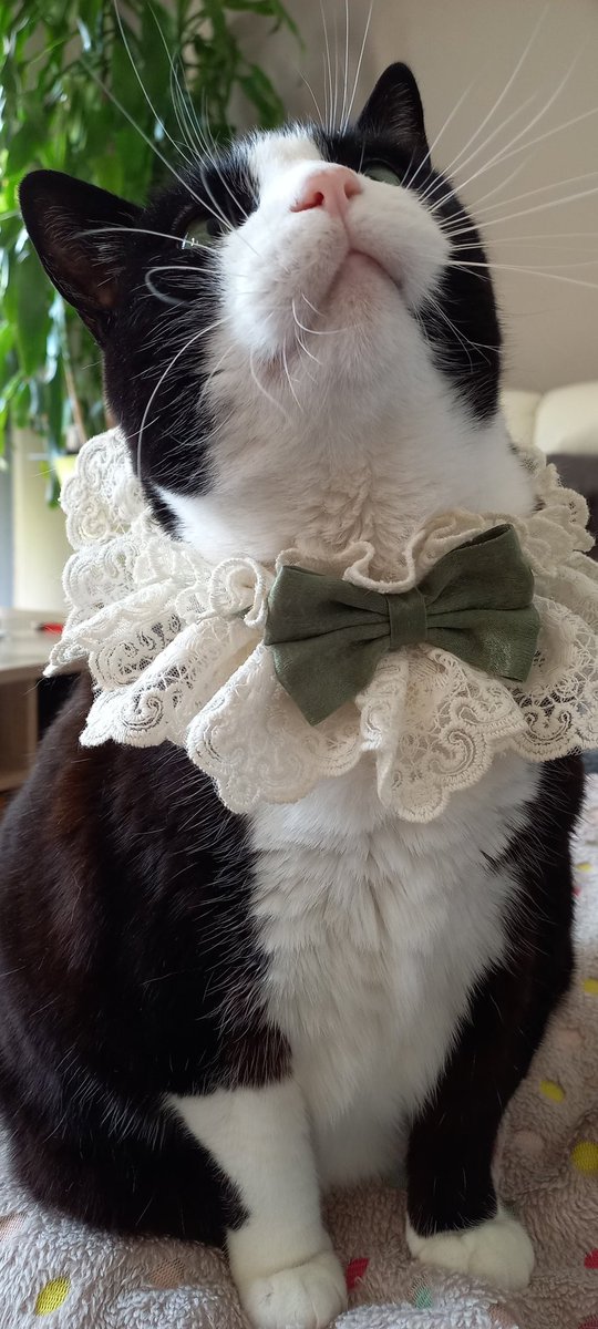Nina_CatDancing's tweet photo. Nina the Queen of dance
#Cat #tuxedocat #ninadancingqueen #queen https://t.co/5AWoS1fB4d