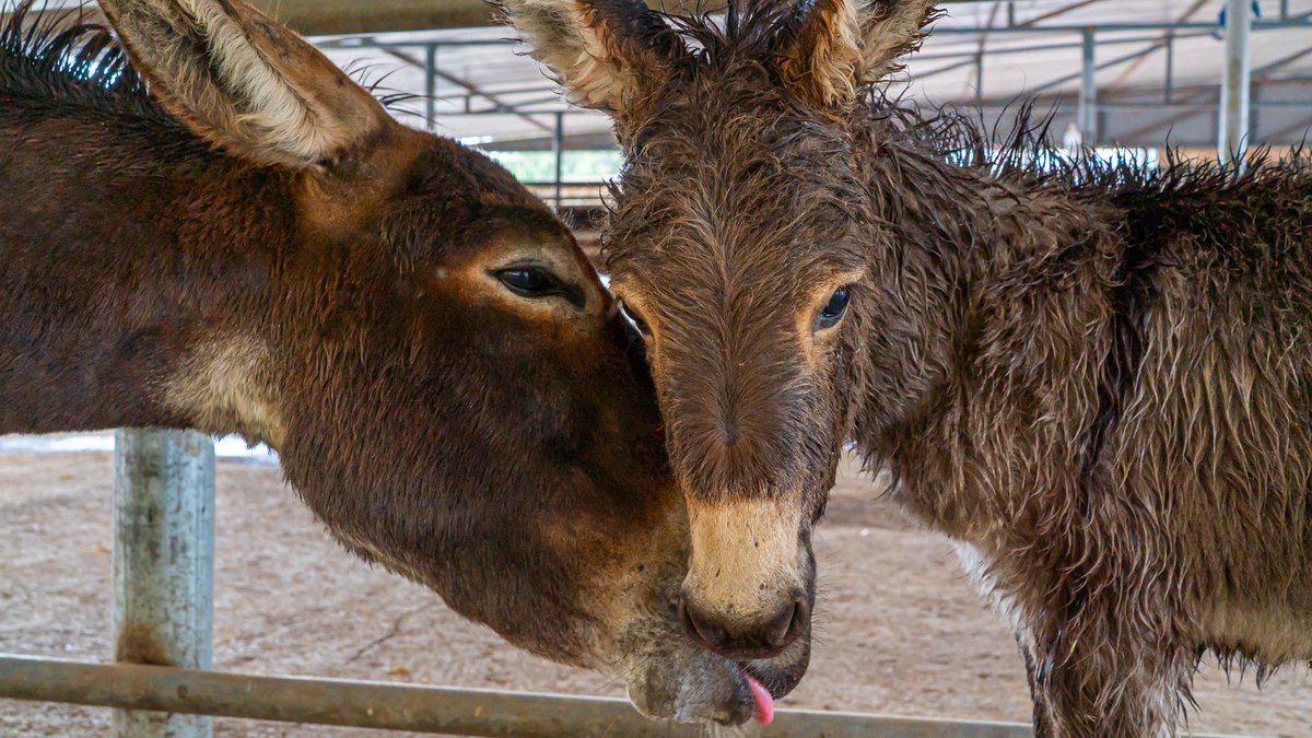 We couldn't resist sharing this adorable image of a soggy mother and foal on World Water Day! The sweet pair, from Bishoftu, Ethiopia, are helping each other to dry off after getting caught in the rain.