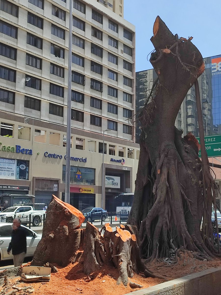 El pasado jueves en la noche talaron dos grandes árboles de caucho en la plaza de La Candelaria, Caracas. Otro ecocidio. No hubo tala controlada, los mocharon y ya. Desconozco si es que estaban enfermos. No veo q las raíces afectaran la acera. Otra noble sombra q le quitan a ccs
