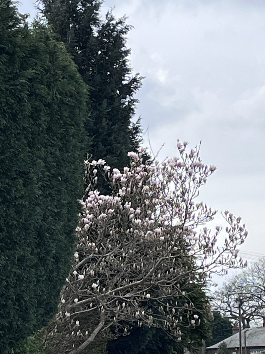 Amnah Iqbal tweet media