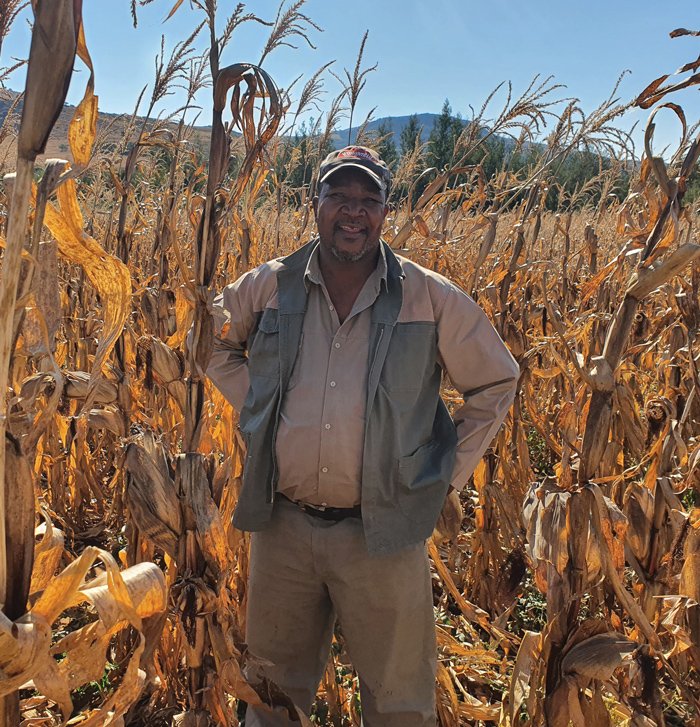 ISephara's tweet image. Meet Bheki Mabuza  "2019 Smallholder Farmer of the Year" nominee. Mabuza owns a 110 hectare commercial farm in Piet Retief. He was taxi owner &amp;amp; sold his taxis to get into farming. Started with a few but now has 500 Brangus heifers &amp;amp; 22 Brangus Bulls

Black farmers, the future👌🏽💫