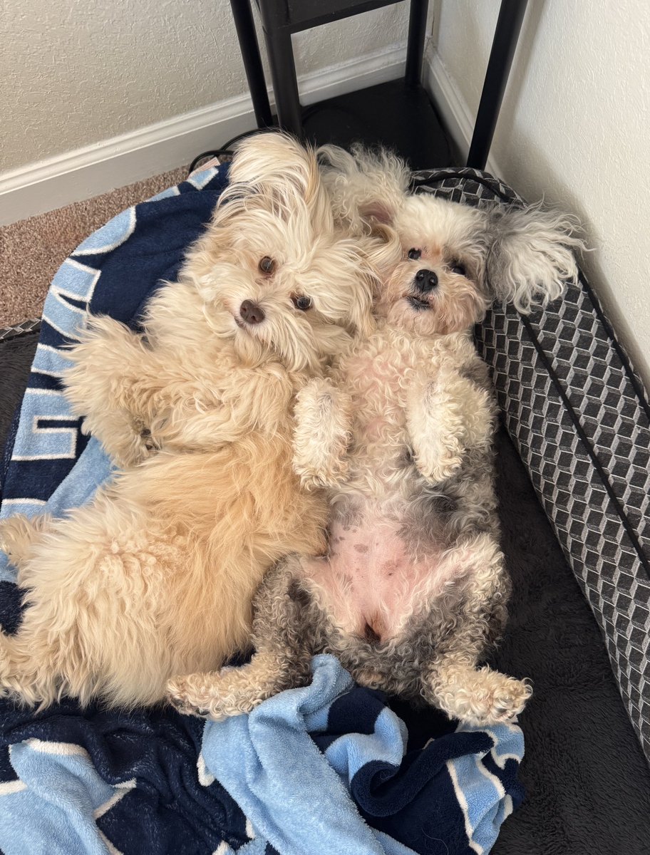 Lazy Saturdays… 💤🥱😴

#dogsoftwitter #dogsofX #dogs #WeekendVibes #SaturdayMorning