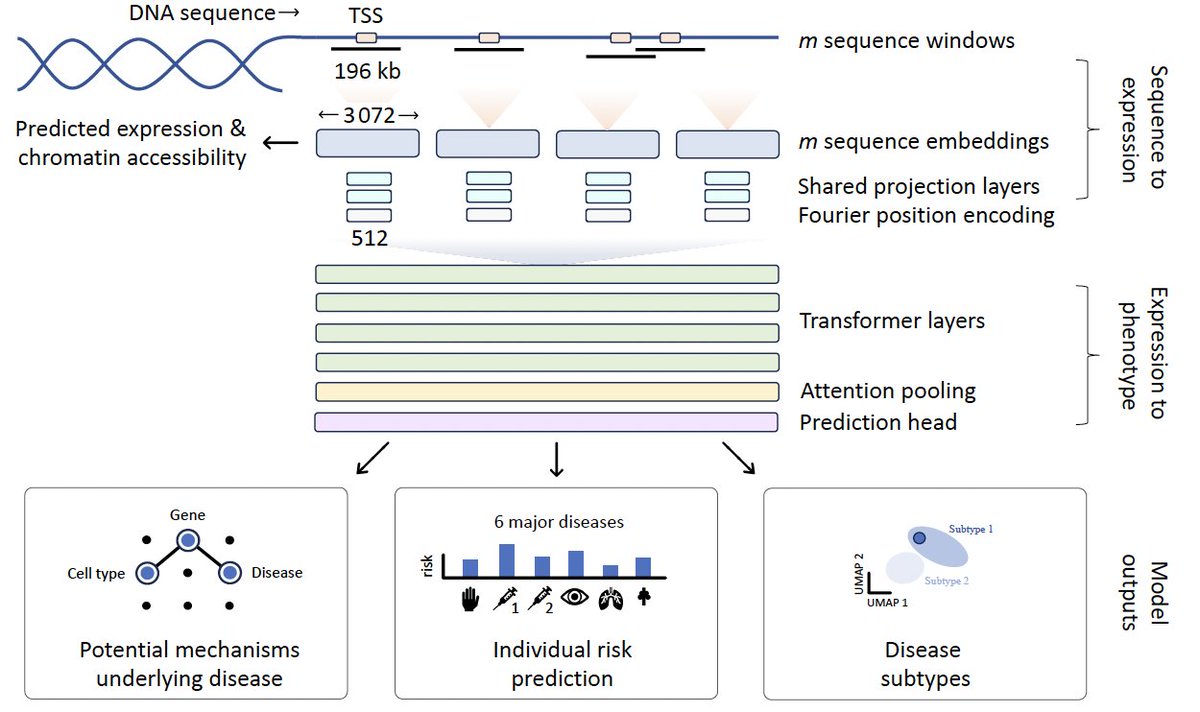 luke_yun1's tweet photo. AI is now decoding genetic disease risk from entire genome sequences!

1/ Phenformer is the first deep learning model that predicts disease risk directly from whole genome sequences. https://t.co/ZitVm9nvK2