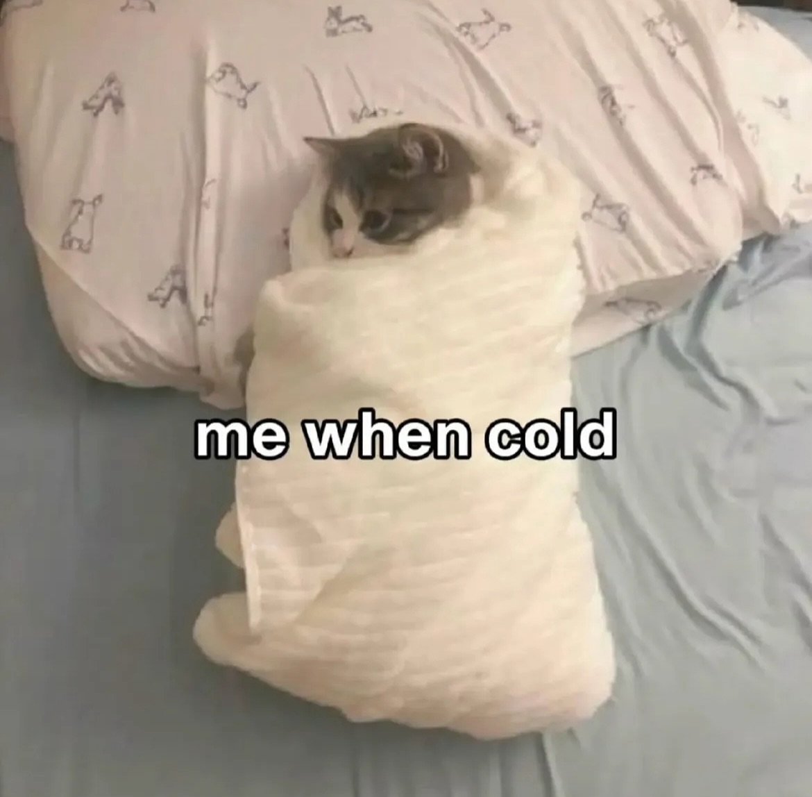 WeAssessCats's tweet photo. Me when it's cold outside https://t.co/00V9tcpMg5
