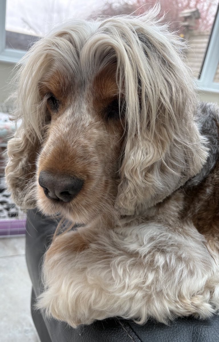 Spring haircut 💇🏼 for Marlow. #cockerspaniel