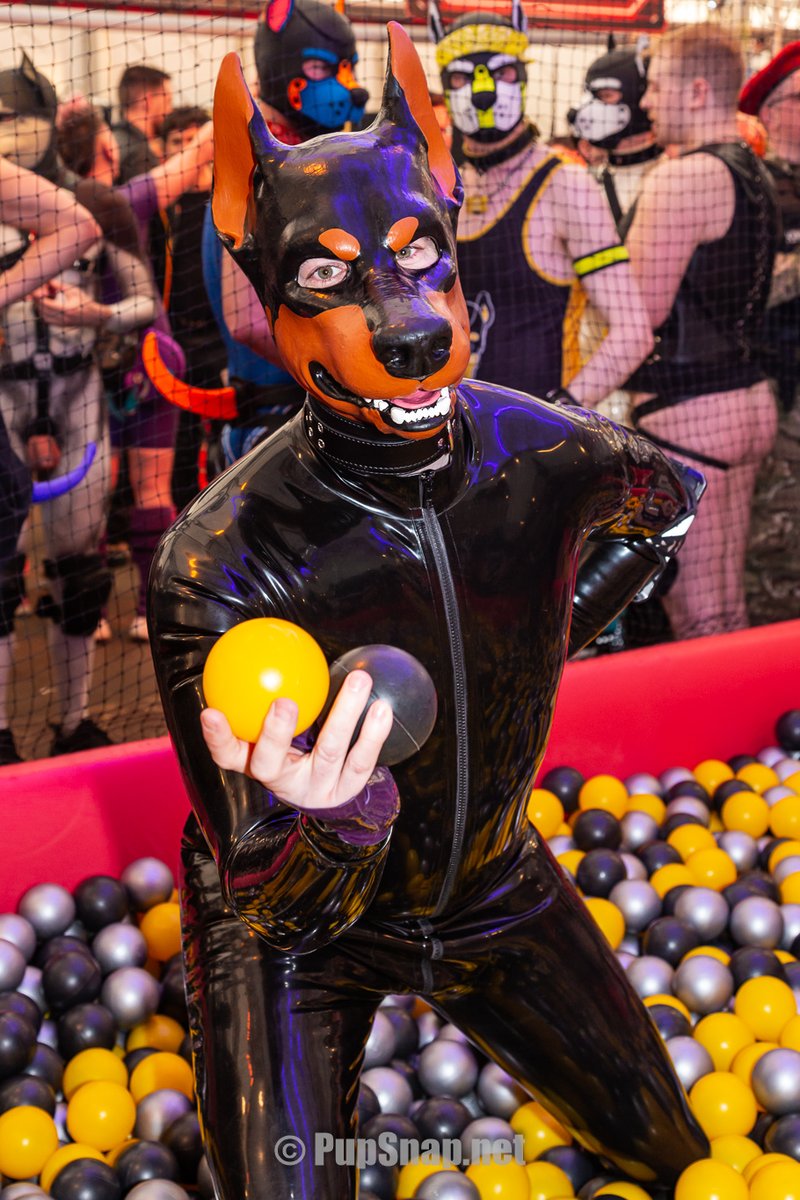 C'mon in! - Teh ballz be fine 🐶
📸: <a href="/PupSnapUK/">Pup Snap 📸🐾</a>
