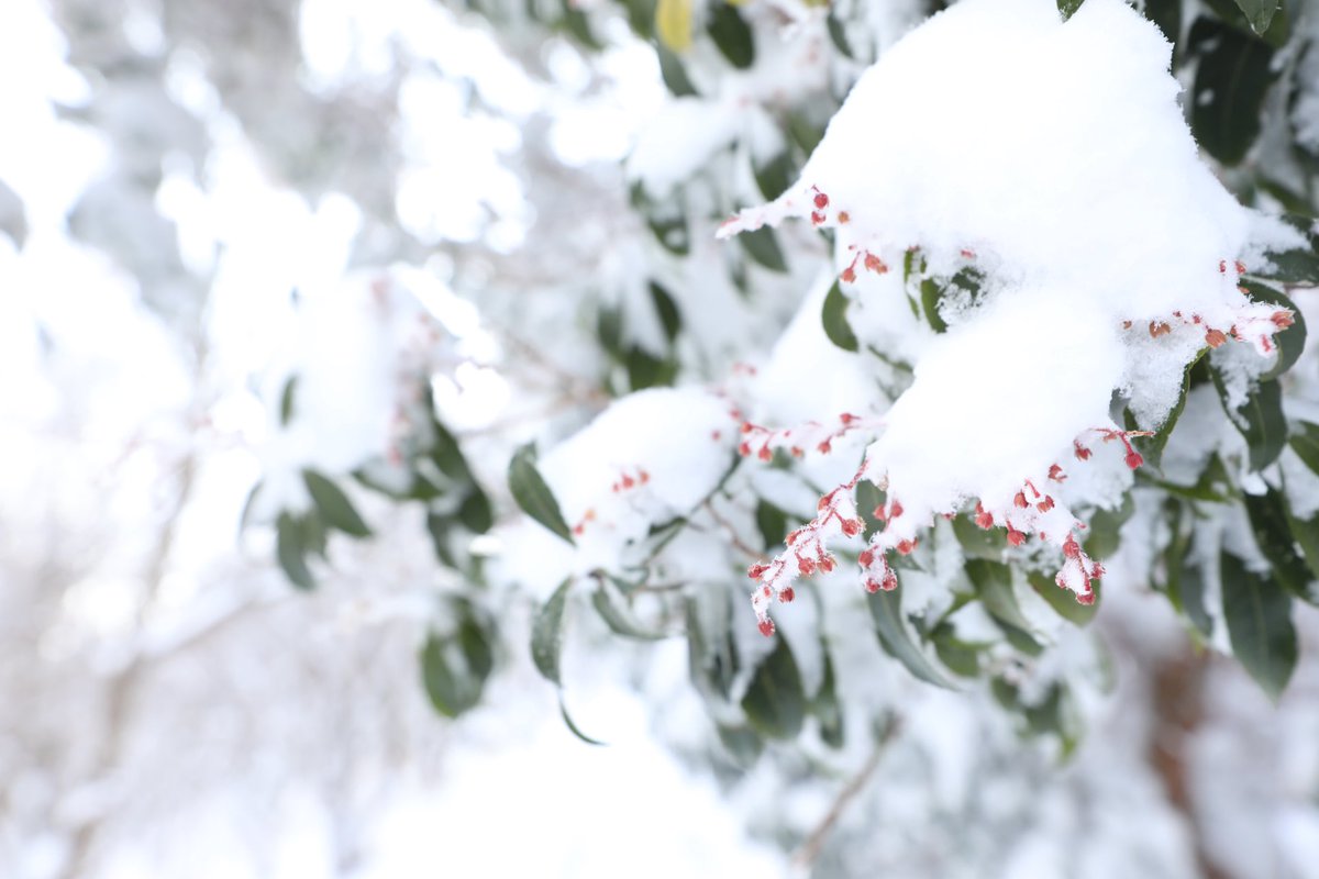 W10Hfp's tweet photo. 初めて雪山登山したけど雪景色にテンション上がった( ///́Д/̀// )ﾊｧﾊｧ♡
初心者登山者にはなかなかしんどいものがあるが行って良かった😭 https://t.co/vmr41bZc6I