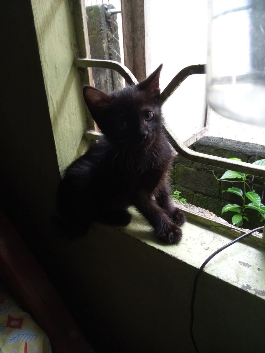 Dreamwopoetkiki's tweet photo. My fierce black panther (my soul) my cat, died before my eyes and suffered a lot...,(😢😢😢😢😢😢😢😢😢😢😢😢)You will live with me until my death,What am I going to give you for waiting for me....💔😢💔😢💔😢💔😢💔😢💔....I'm guilty...(21.03.2025)...😢💔😢💔😢💔😢💔😢💔😢💔😢💔! https://t.co/ve9fRkBsrX