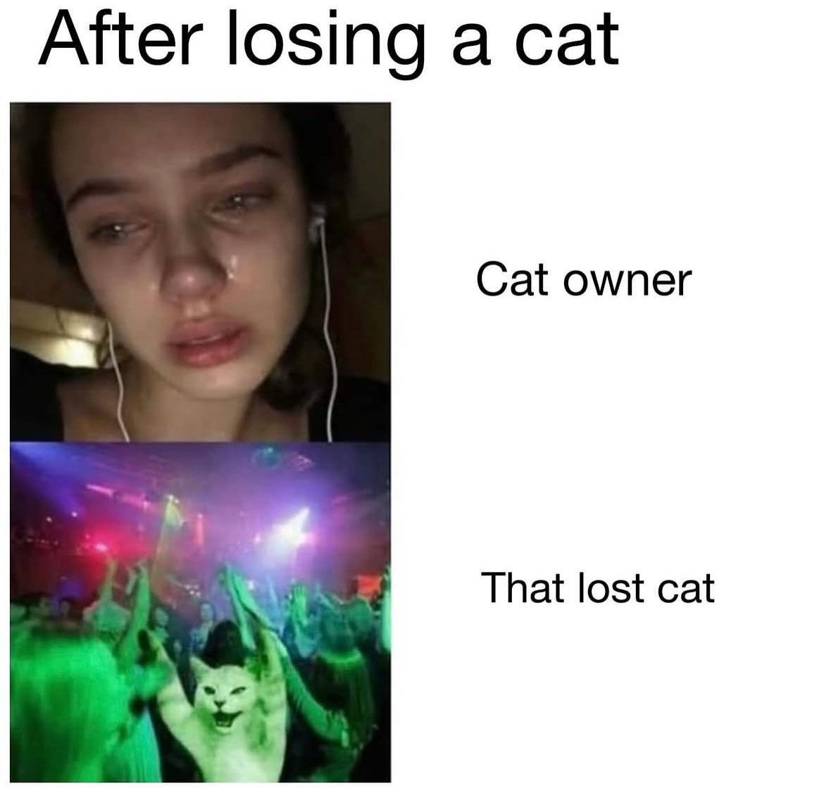 contents that ll heal your depression 🌻 (@catshealdeprsn) on Twitter photo 