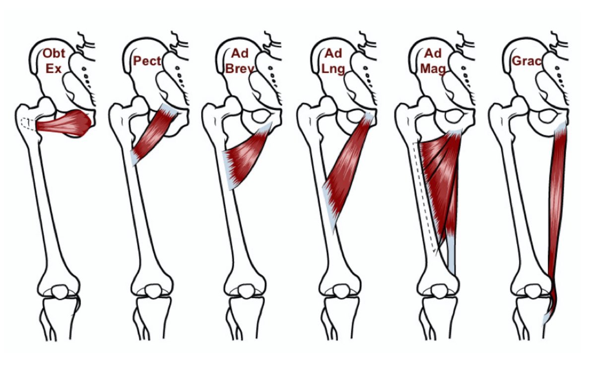 Acute Adductor Muscle Injury
A Systematic Review on Diagnostic Imaging,
Treatment, and Prevention
DOI: 10.1177/03635465221140923

This systematic review examines the diagnosis, imaging, treatment, and prevention of acute adductor muscle injuries in male athletes.  The analysis