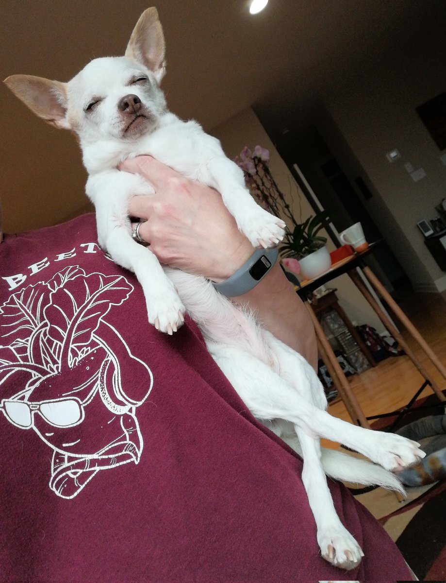 #PopUpDog wishes you all a wonderful #Caturday 🤍