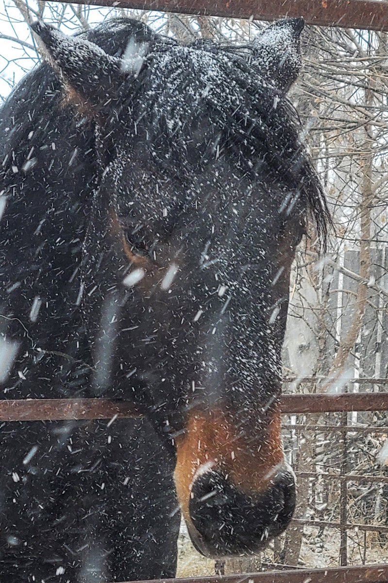 JBMEquiFarms's tweet image. Yes, Yogi, the feeling is mutual 

#wintervsspring #mbwx #Manitoba