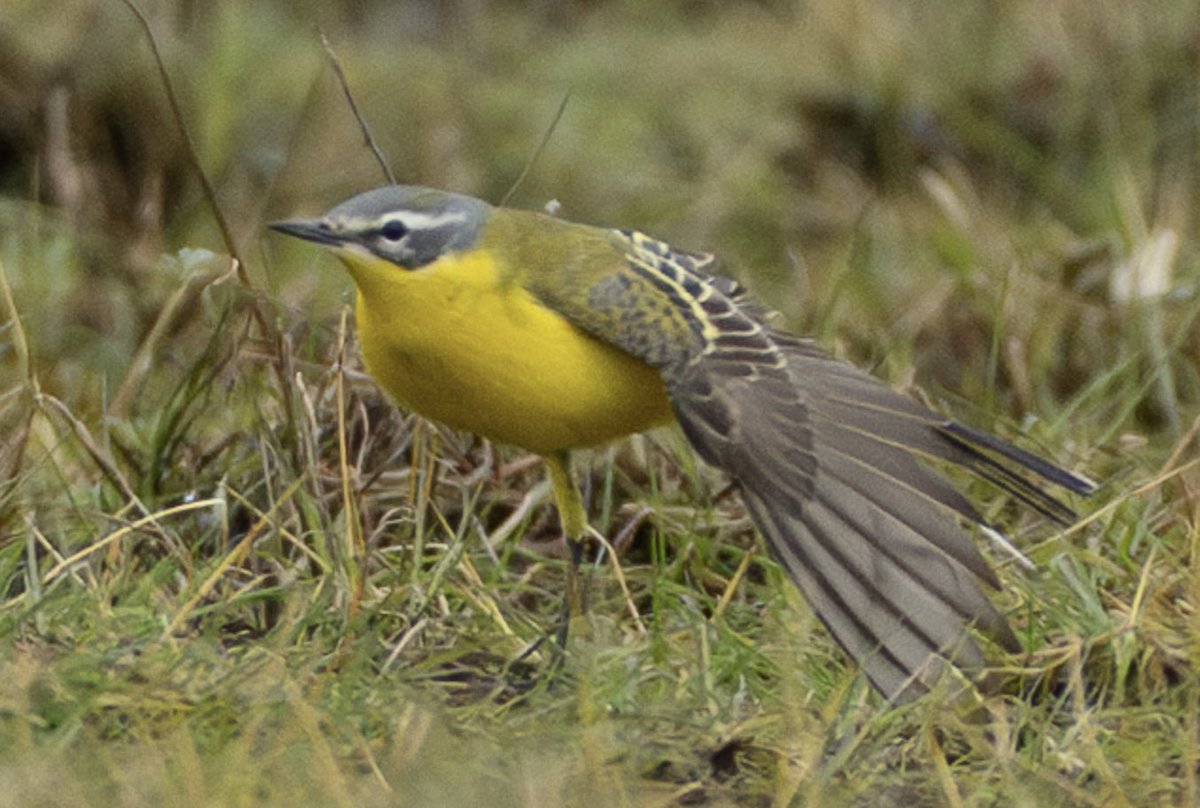 Scott Usher (@sstanpit) on Twitter photo A nice spring Blue-headed Wagtail was a colourful find in the Avon Valley Dorset today <a href="/DorsetBirdClub/">Dorset Bird Club</a> <a href="/BirdGuides/">BirdGuides</a> <a href="/RSPBDorset/">RSPB Arne and Weymouth Wetlands</a> A nice spring Blue-headed Wagtail was a colourful find in the Avon Valley Dorset today <a href="/DorsetBirdClub/">Dorset Bird Club</a> <a href="/BirdGuides/">BirdGuides</a> <a href="/RSPBDorset/">RSPB Arne and Weymouth Wetlands</a>