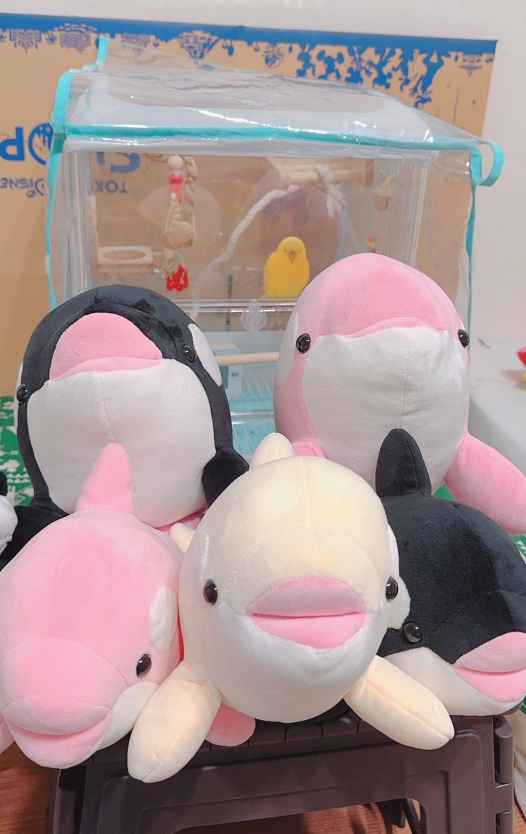 tumtnn's tweet photo. うちの鳥とシャチが可愛すぎるっ！
楽しかったなぁ🐧🐬🐠🐟 https://t.co/3xnXcRZD8E