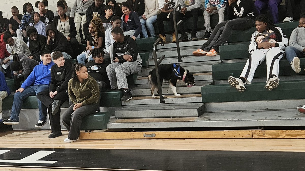 shuff13's tweet image. BCS students learn about the importance of service dogs for individuals with disabilities! Dogs can help keep individuals with disabilities independent and living healthy active lives. @BhamCitySchools @prwill1052 @NCHPAD @DrMarkSullivan