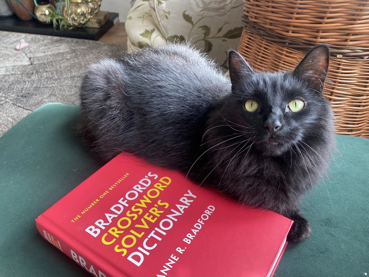 Teddy always has the answers 🐈‍⬛