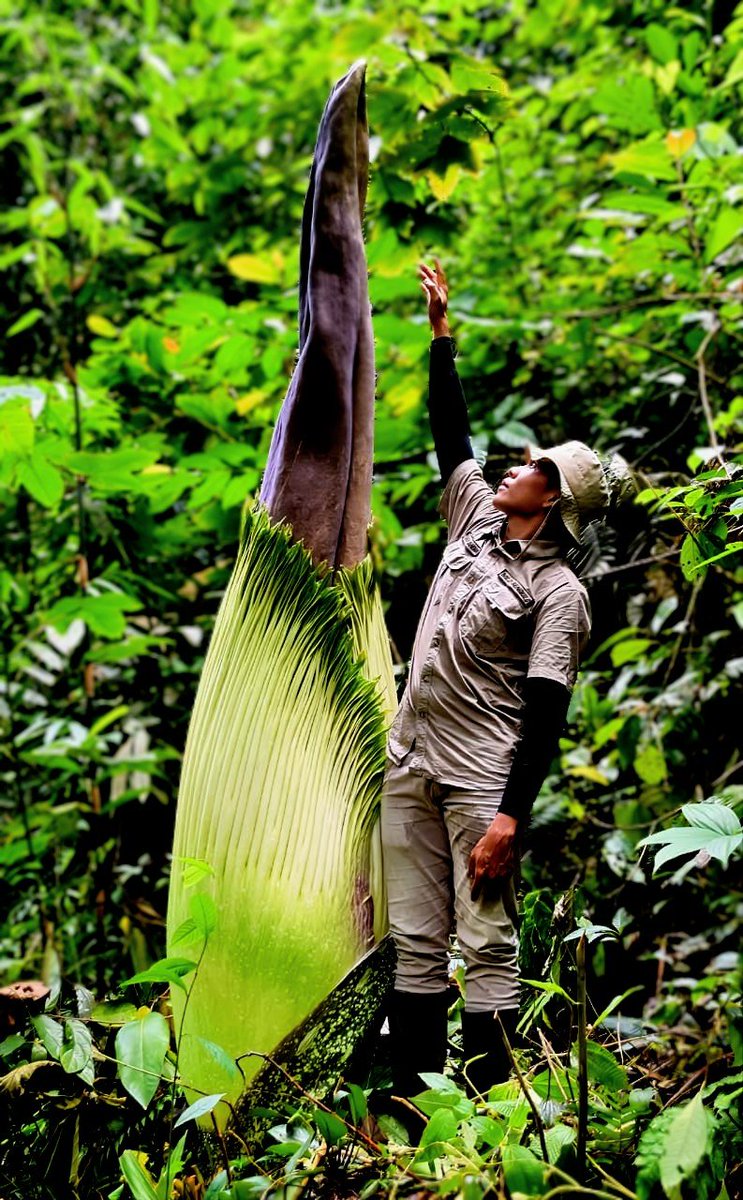 The titan arum is a wonder of the natural world, with flowering structures that can reach three metres in height. My friends in Sumatra just sent me these photos of one in the wild - in bud - located today ✨