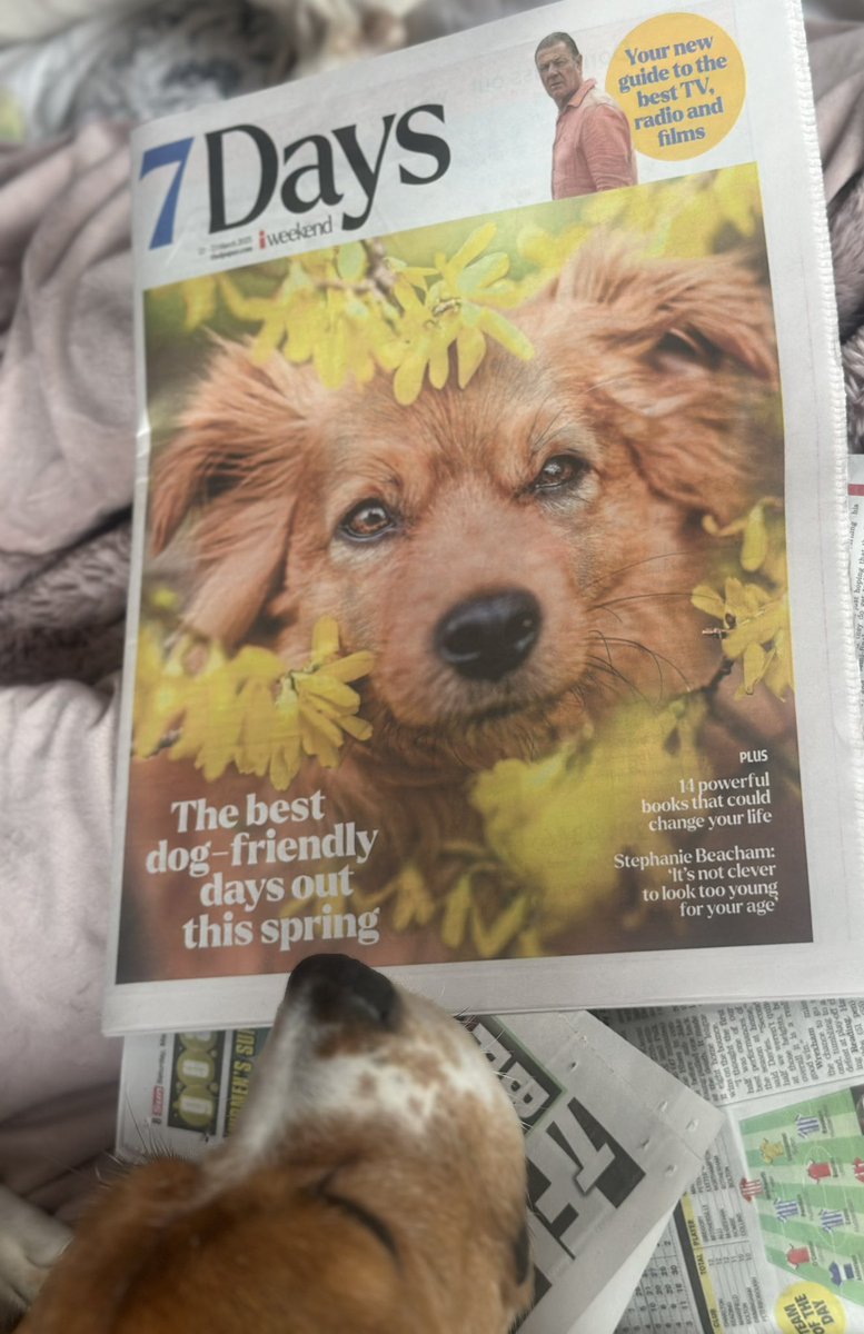 My dog is particularly interested in the 7 days supplement from today’s <a href="/theipaper/">The i Paper</a> 🐾😁