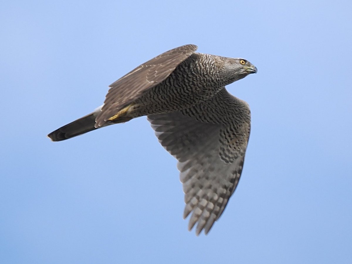 fred_fearn's tweet image. Amazing Goshawk encounter in N Wales this morning.