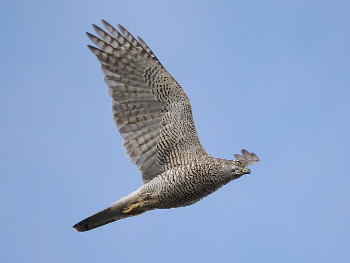 fred_fearn's tweet image. Amazing Goshawk encounter in N Wales this morning.