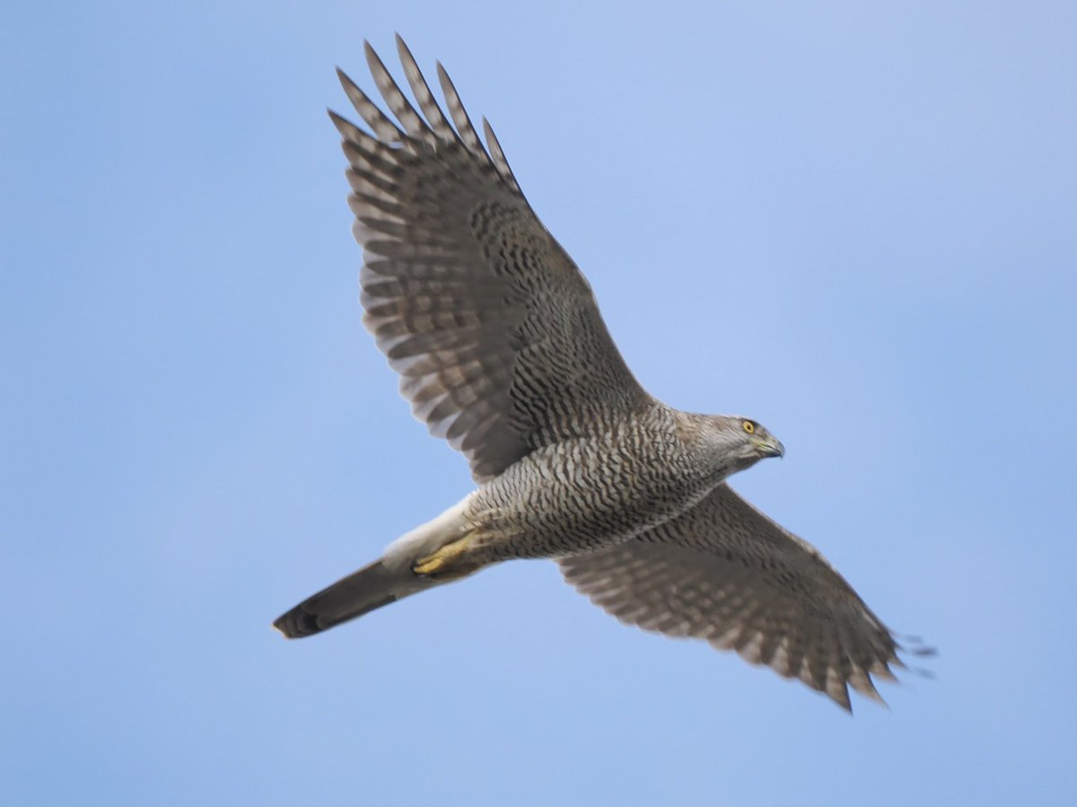 fred_fearn's tweet image. Amazing Goshawk encounter in N Wales this morning.