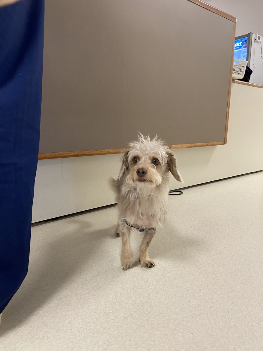 AbrilPezzi's tweet photo. @dra_charo @Lautarofc el perro terapéutico de mi hospital tiene cara de pedir pronta liberación https://t.co/63lQszsfFl