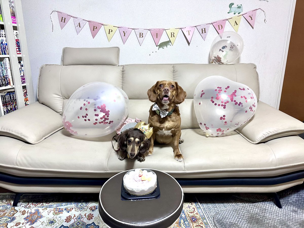 aco_trinity's tweet photo. ラブ美さんのお誕生日🎂
本当の日付はわからないけどお祝い🥰
モリーはついで笑
ラブ李（もう1匹のダックス）は大人しくしなくて一緒に撮影諦めた😩 https://t.co/vWL0mutRQl