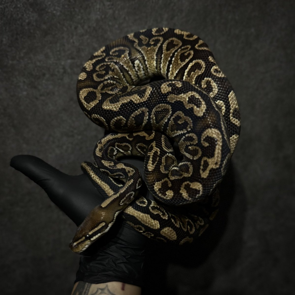 Hayabusa