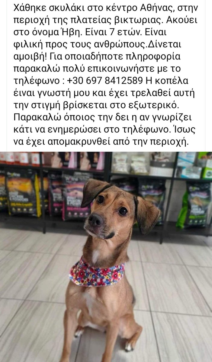 🆘️🆘️🆘️
Η σκυλίτσα ακόμα δεν έχει βρεθεί 
Χάθηκε στο κέντρο της Αθήνας στην περιοχή της πλατείας Βικτωρίας 
Ακούει στο όνομα Ήβη κ είναι 7 ετών 
Φιλική με τους ανθρώπους 
Για οποιαδήποτε πληροφορία καλέστε άμεσα στο τηλ 
Rt 🙏 🙏 🙏