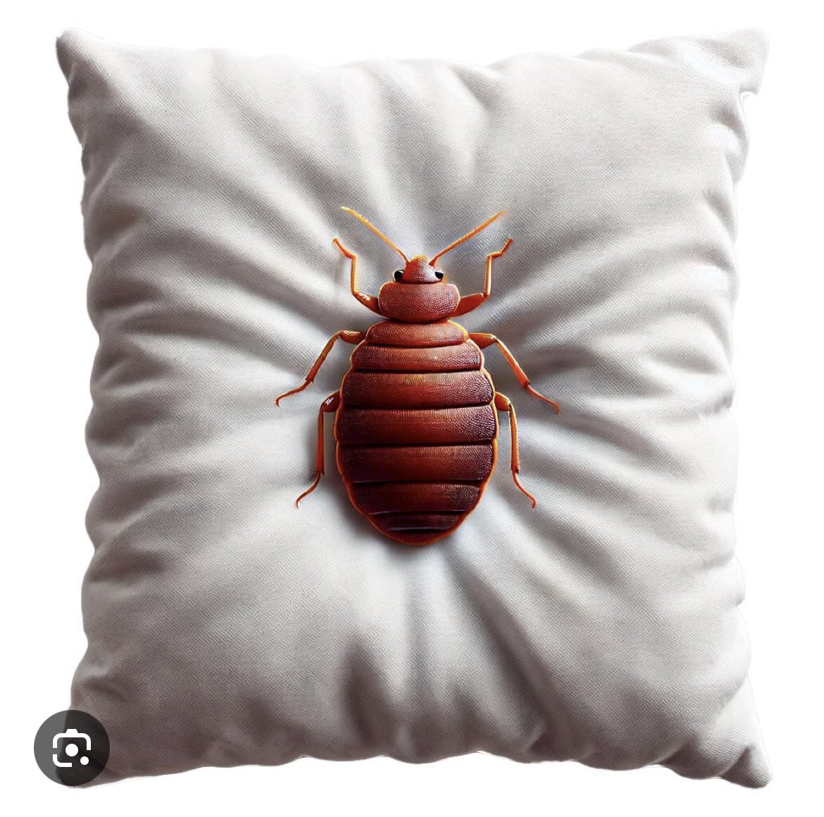 Charlotte Club Ultimate tweet media