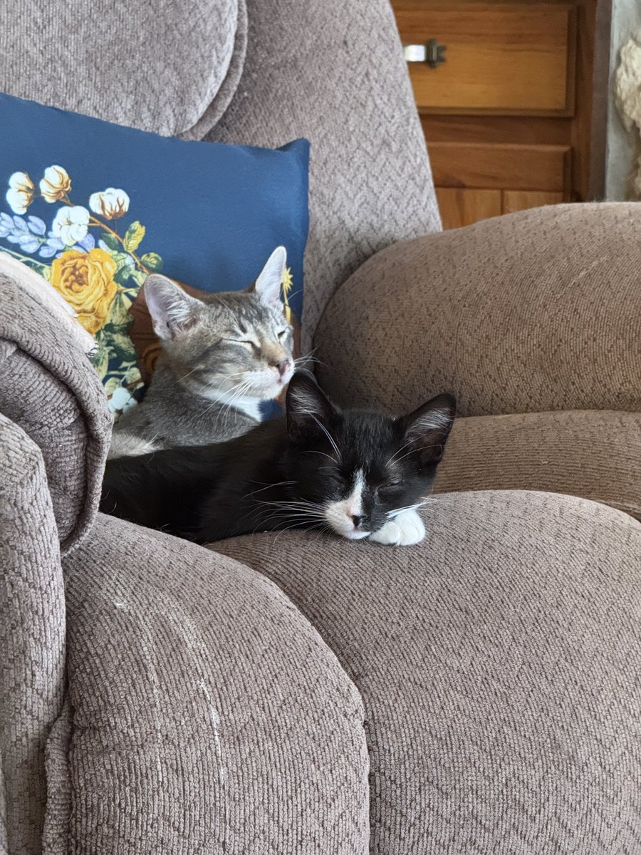 📸 Caught in the act! 🐾

What’s the funniest thing your pet has ever been caught doing? Stealing food? Taking your seat? Making a toy explosion?

Drop your best “guilty pet” story below! ⬇️

#MischiefPets #WeekendFun