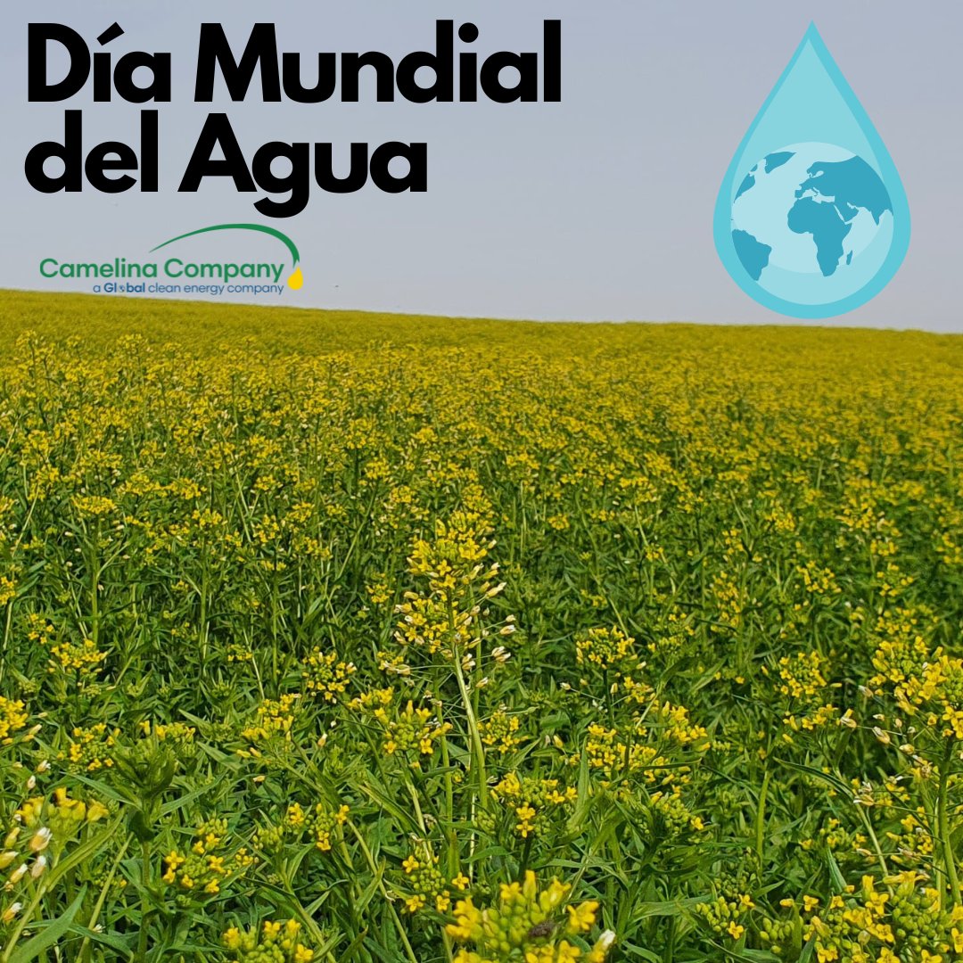 Camelina Comp España tweet media