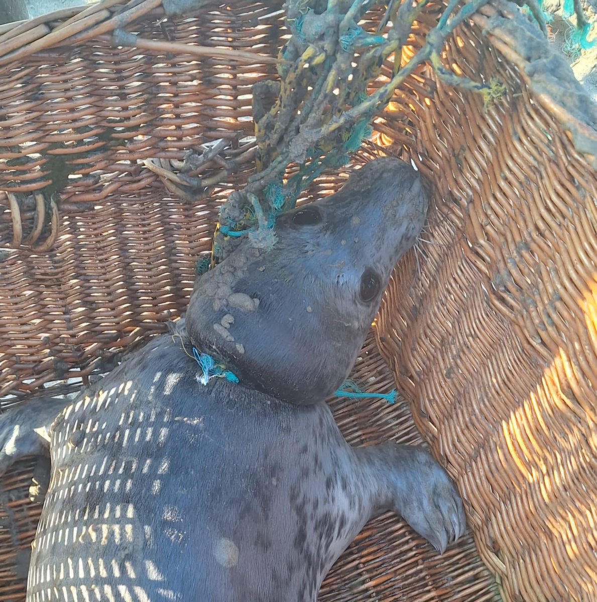 renapoly_93's tweet image. #internationalsealsday also means awareness.
Entanglements
2023: 38
2024: 78
Pollution in the sea increases, and
Together with A-Seal and Ecomare we created the #SealResponseTeam, where we go to the sea and look for animals to disentangle.
#アザラシ幼稚園
Questions? Ask out!
