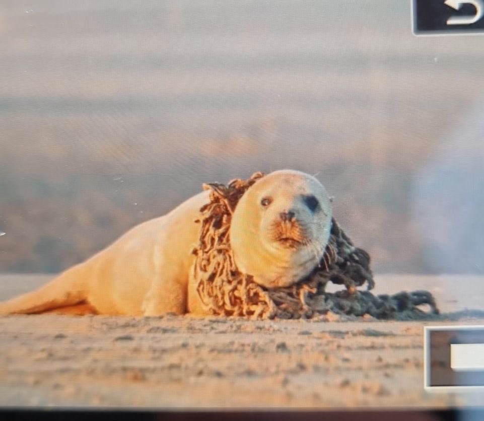 renapoly_93's tweet image. #internationalsealsday also means awareness.
Entanglements
2023: 38
2024: 78
Pollution in the sea increases, and
Together with A-Seal and Ecomare we created the #SealResponseTeam, where we go to the sea and look for animals to disentangle.
#アザラシ幼稚園
Questions? Ask out!