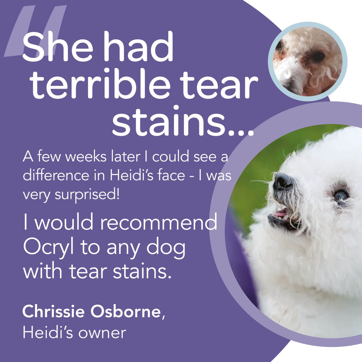 Does your dog suffer from tear stains? animed.co.uk/ocryl-tear-sta… 

#dogs #cats #bichon #tearstaining #Bulldog #Boxer #LhasaApso #Pekingese #Pugs #BullMastiff #Boston Terrier #ShihTzu #Maltese