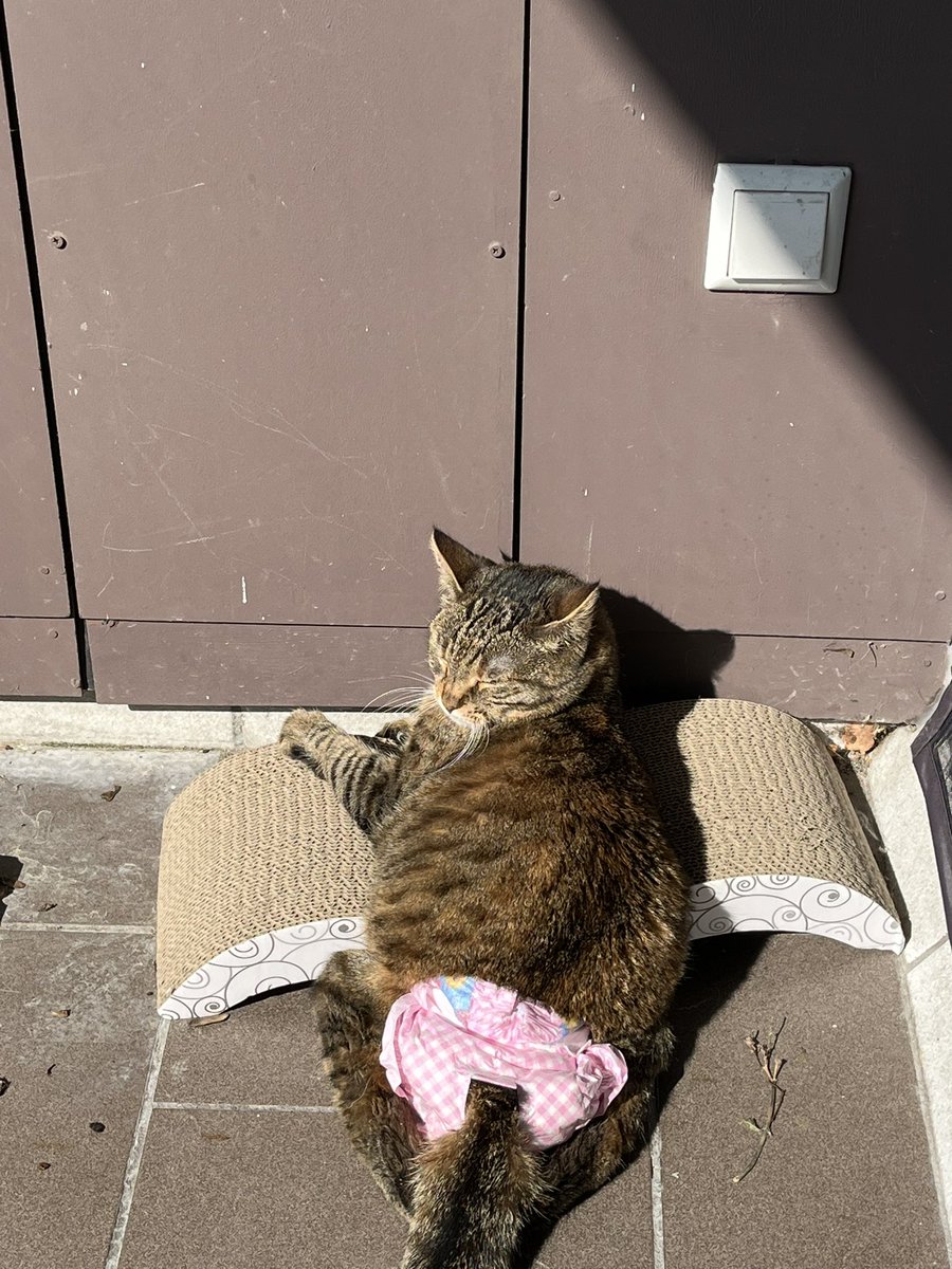 #LiLaFlo Flo ist eindeutig eine „Draußen“Katze. Kaum kommen morgens die ersten Sonnenstrahlen rum macht sie Alarm und will auf den Balkon