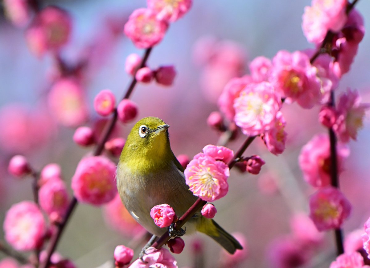 shotaro__h's tweet photo. 桜の開花日が話題になっていますが、梅の花も頑張っています😁
#nikon #メジロ #私とニコンで見た世界 https://t.co/zvTPRLyuvW
