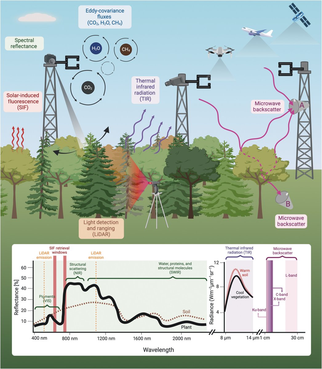 New Phytologist (@newphyt) on Twitter photo #TansleyReview: Proximal #RemoteSensing: an essential tool for bridging the gap between high-resolution #ecosystem monitoring and global #ecology
Pierrat et al. 👇
📖 nph.onlinelibrary.wiley.com/doi/10.1111/np…
#LatestIssue <a href="/wileyplantsci/">Wiley Plant Science</a> #TansleyReview: Proximal #RemoteSensing: an essential tool for bridging the gap between high-resolution #ecosystem monitoring and global #ecology
Pierrat et al. 👇
📖 nph.onlinelibrary.wiley.com/doi/10.1111/np…
#LatestIssue <a href="/wileyplantsci/">Wiley Plant Science</a>