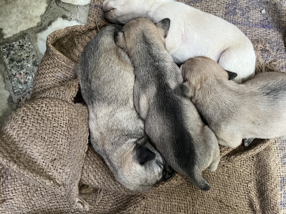 bhagwan_swaroop's tweet image. Message of love