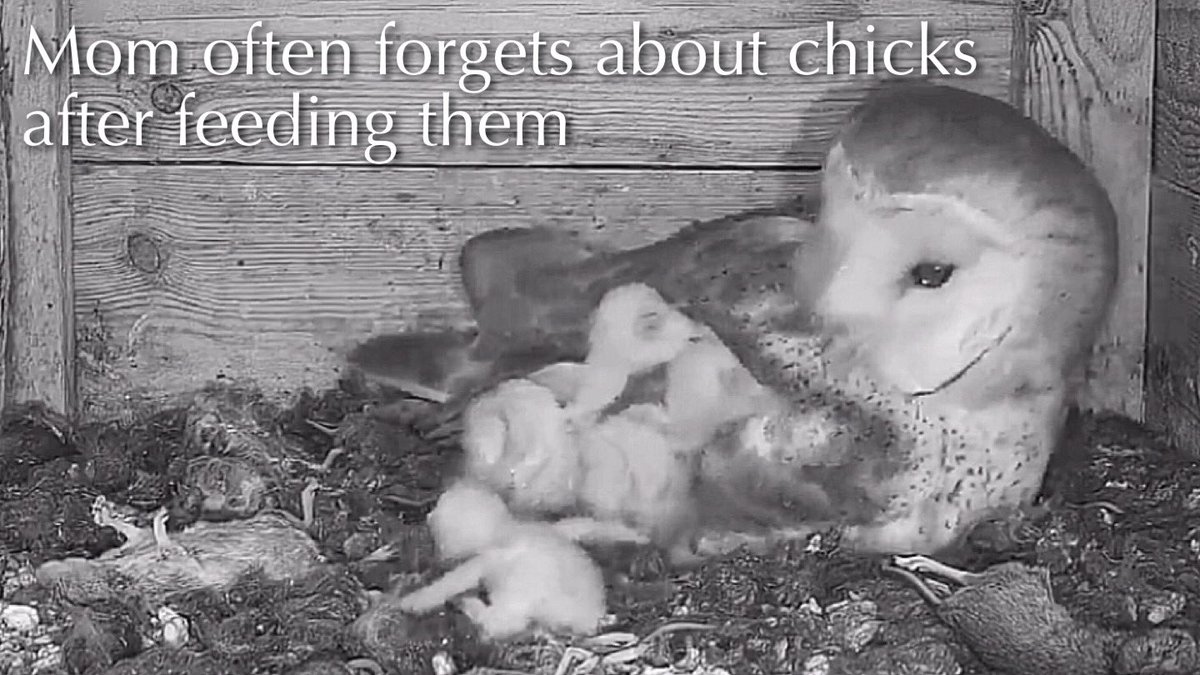 Bird_Parenting's tweet photo. #96🦉🐥🐥🐥🐥🥚🥚🥚🥚🥚Cabaneros National Park🇪🇸Barn owl Nest 2025／​⁠SEOBirdLife https://t.co/Ku8muCV8WF https://t.co/zHXeAJJXPf