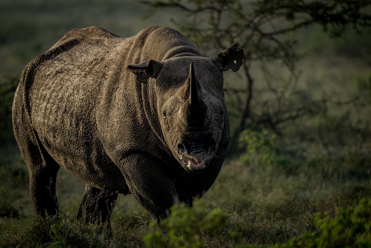 dradinovic's tweet photo. Witness the formidable presence of a black rhino, a true icon of the African bush. Their powerful build and distinctive hooked lip speak to a life spent navigating the rugged terrain. This is a creature that commands respect, a symbol of the wild and untamed spirit of Africa. https://t.co/kvRgIODxq8
