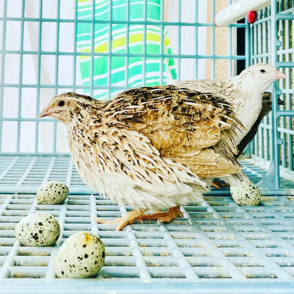 HatchingTime's tweet image. Happy Quail lay lots of eggs! Upgrade your Quail Housing today!

Shop Quail Pens: hatchingtime.com/collections/qu…

#Hatchingtime #Cimuka #Quailcoop