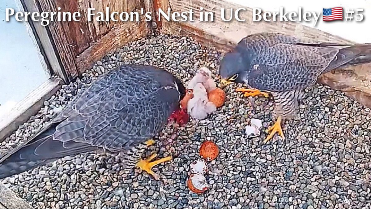 Bird_Parenting's tweet photo. #5🦅UC Berkeley🇺🇸Falcon Nest／Archie💗Annie／by Cal Falcons https://t.co/OkbmbBgR7u https://t.co/eGN5SymVVd