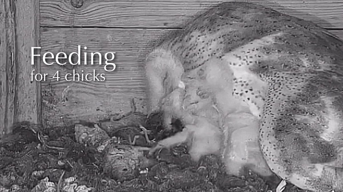 Bird_Parenting's tweet photo. #100🦉🐥🐥🐥🐥🥚🥚🥚🥚🥚Cabaneros National Park🇪🇸Barn owl Nest 2025／​⁠SEOBirdLife https://t.co/m1Qt2YOrJN https://t.co/7KZDk8cfd6
