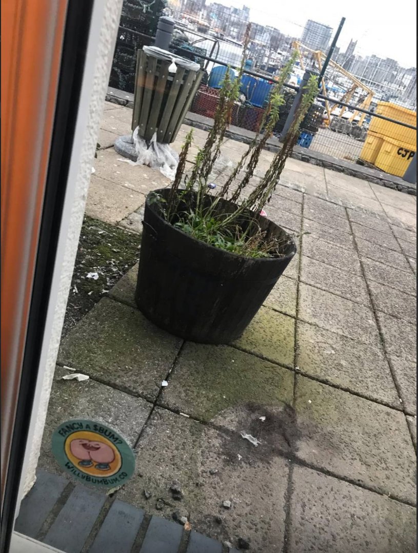 WillyBumBumWBB's tweet photo. The Bummers are showing the world how strong the $BUM community is!
We are taking over the world with our worldwide sticker spree
It's weekend again Bummers touch some grass, slap some stickers, and spread some $BUM love!๐ป
#BUM #BUMonBASE https://t.co/JGTK4HVRSp