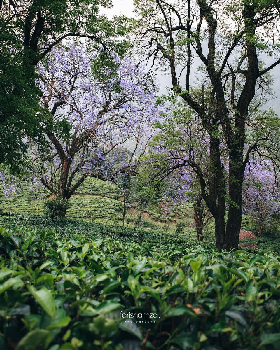 oltraveller's tweet photo. #OTHallOfFrame | Munnar’s Purple Wonderland💜

Credits: @farishamza

#OutlookTraveller #MunnarInBloom #PurpleMagic #NeelaVaga #JacarandaDreams #SpringInMunnar #KeralaDiaries #Wanderlust #NatureGoals #BloomAndBeyond #TravelMore #Wanderlust #ReelkaroFeelkaro #Explore #Trending #fyp https://t.co/74kwbA8JIY