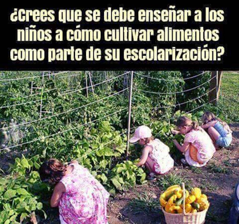 ¿Crees que se debe enseñar a los niños a cómo cultivar alimentos como parte de su escolarización? 🌱🤔