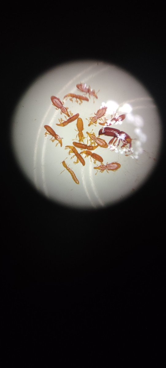 Sardegna: Alaocyba, Raymoldiellus and Leptotyphlinae.