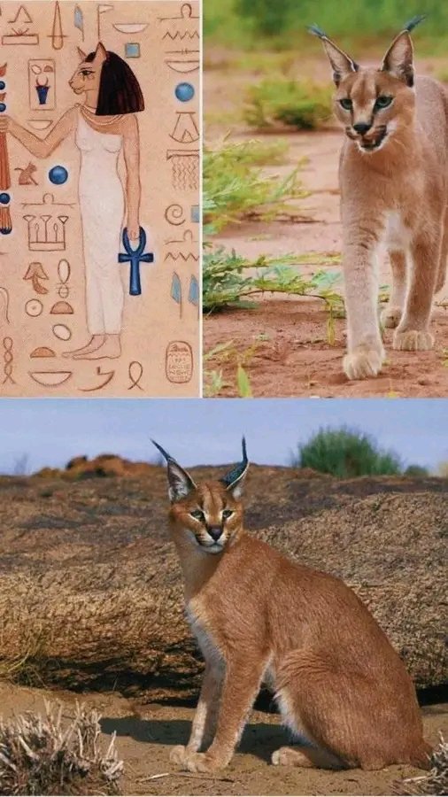 👀 الوشق المصرى 🐈♥️

◼️ من فصيلة النمور 🐅🐯  حيوان شرس جدًا 🐅 قط بري كبير 🐈 بيحب السيطرة 💪 رسموه أجدادنا المصريين القدماء على المعابد من جماله وقوته 🐯💪

◼️ الوشق المصري مش بيظهر بين البشر بسهولة 🐈💪

👀 بالف هنا و شفا على قلبك يا قطقوطة 😁😉

#الوشق_المصري 🇪🇬❤️