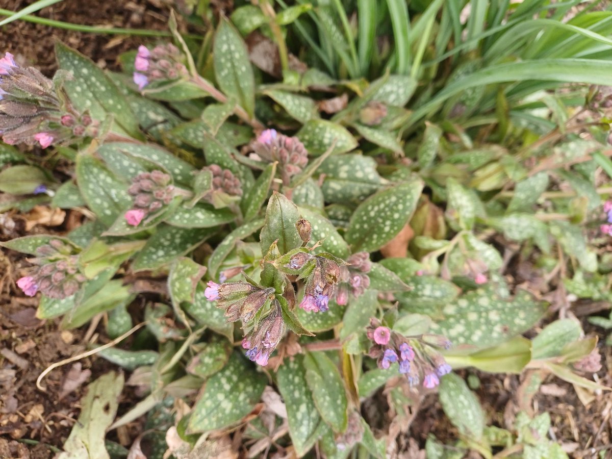 The humble and unassuming lungwort, so pretty in its diversity.